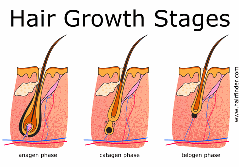 Female Hairloss Solutions, Noelle Salon